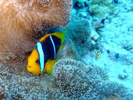 サイパン ダイビングライセンス