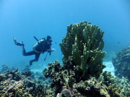 サイパン ダイビングライセンス