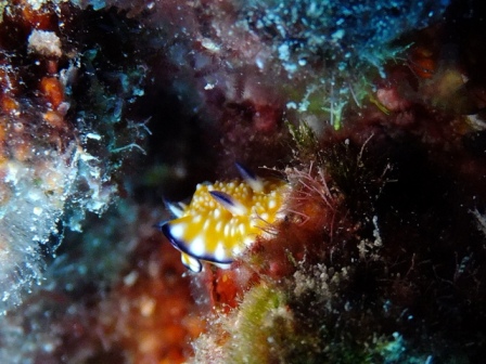 サイパン ダイビングライセンス