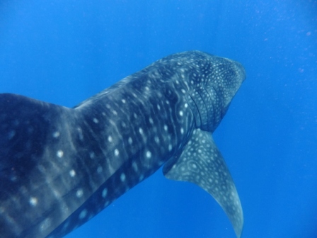 サイパン ダイビングショップ