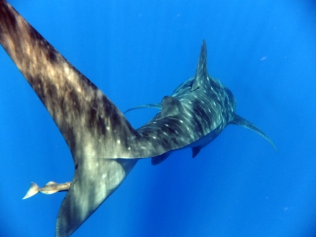 サイパン ダイビング