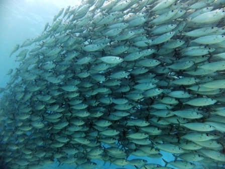 サイパン 体験ダイビング