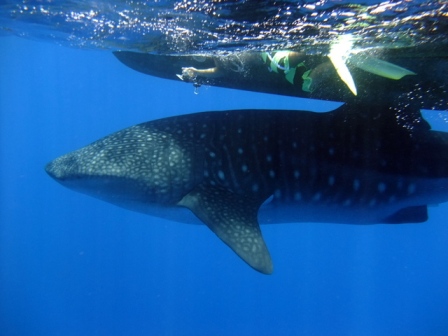 サイパン ダイビング