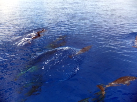 サイパン ダイビングライセンス