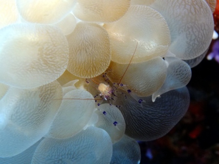 サイパン ダイビング