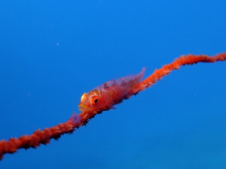 サイパン ダイビング