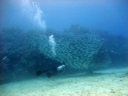 サイパン ダイビングライセンス