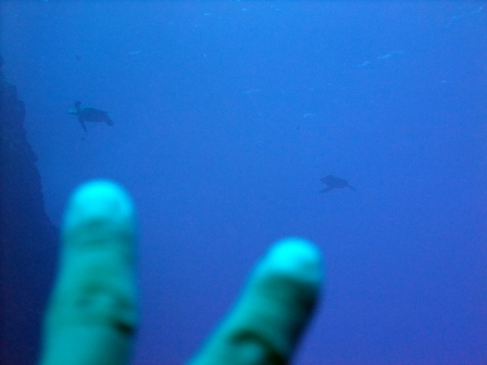 サイパン ダイビングライセンス