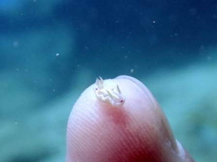 サイパン ダイビング