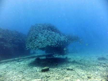 サイパン 体験ダイビング