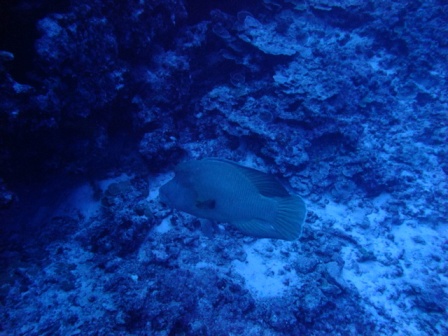 サイパン ダイビング