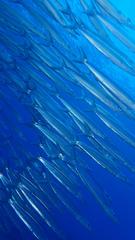 サイパンダイビング