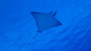 サイパンダイビング