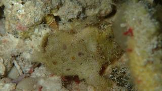 サイパンダイビング