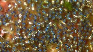 サイパンダイビング