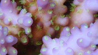 サイパンダイビング