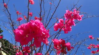 サイパンダイビング