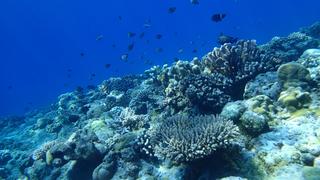 サイパンダイビング