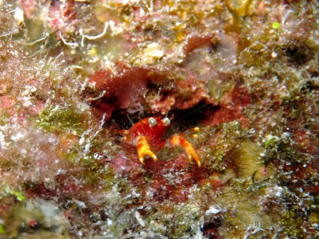 サイパン ダイビング