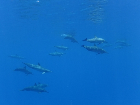 サイパン 体験ダイビング