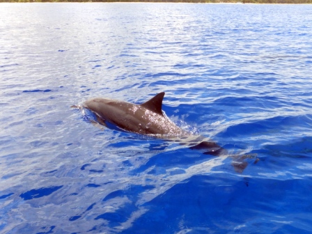 サイパン ダイビングショップ