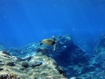 サイパン 体験ダイビング