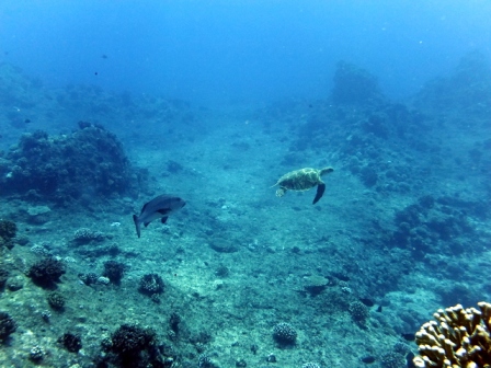 サイパン ダイビングショップ