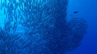 サイパンダイビング