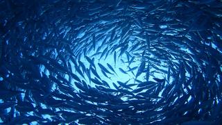 サイパンダイビング