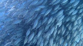 サイパンダイビング