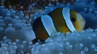 サイパンダイビング