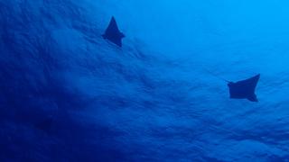 サイパンダイビング