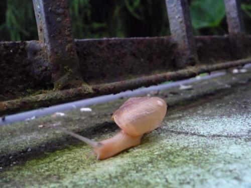 サンカ・キラ３