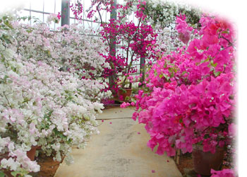 ユートピアファーム