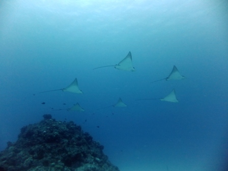 サイパン ダイビング