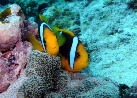 サイパン ダイビング