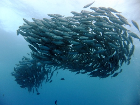 サイパン ダイビング