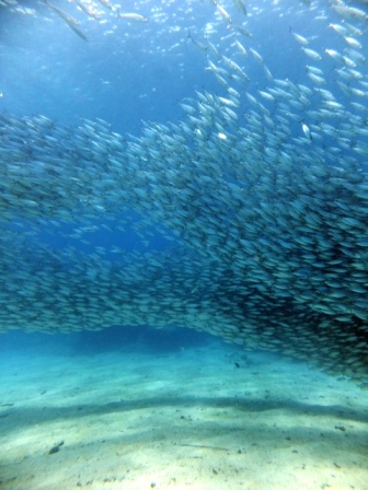 サイパン ダイビング