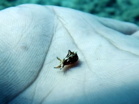 サイパン ダイビング