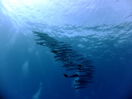 サイパン ダイビング