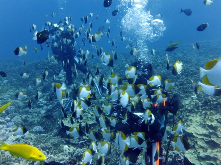 サイパン ダイビング