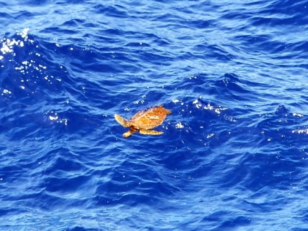 サイパン ダイビング