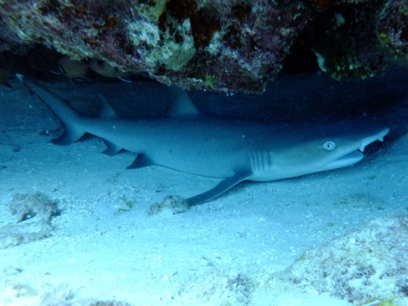 サイパン ダイビング