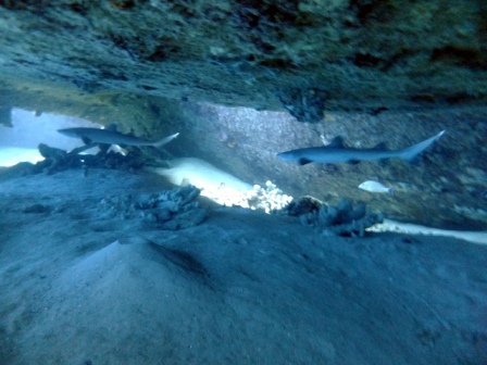 サイパン ダイビング