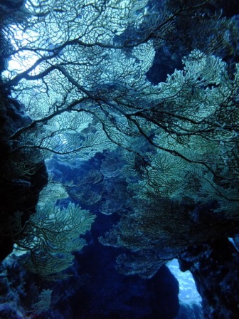 サイパン ダイビング