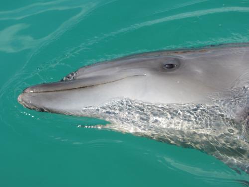 ドルフィンファンタジー