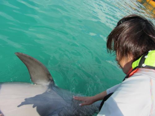 ドルフィンファンタジー