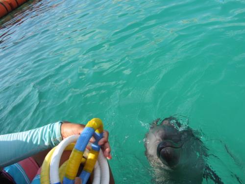 ドルフィンファンタジー