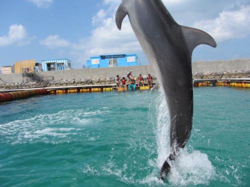 ドルフィンファンタジー