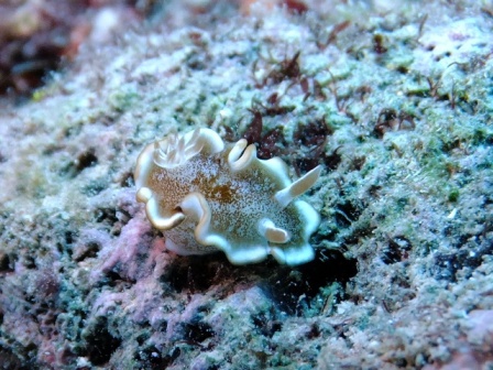 サイパン ダイビングライセンス